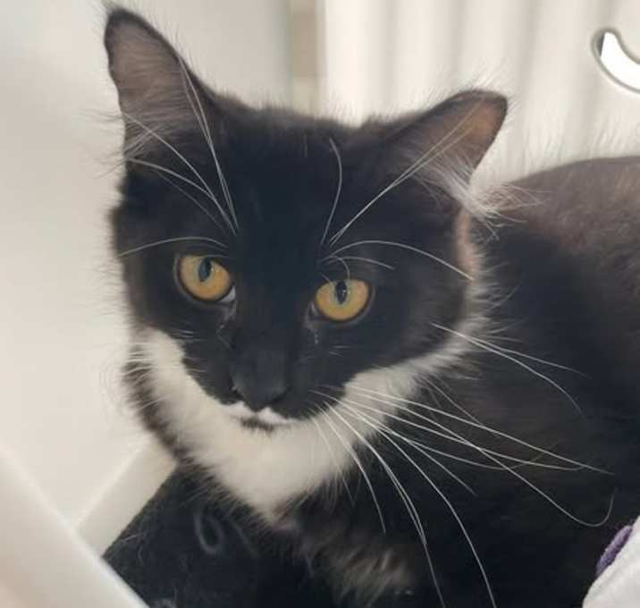 Photo of Emmylou Harris