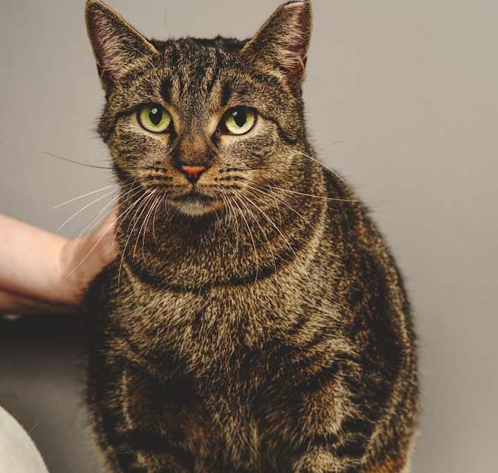 Photo of Trapper Keeper 54561 