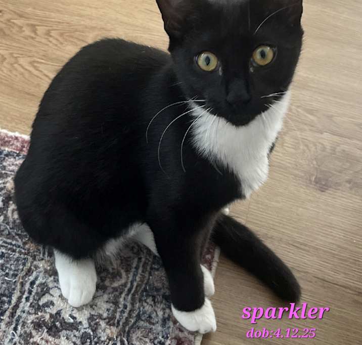 Photo of Sparkler