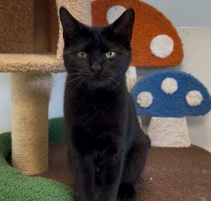 Photo of Louisa May Alcott