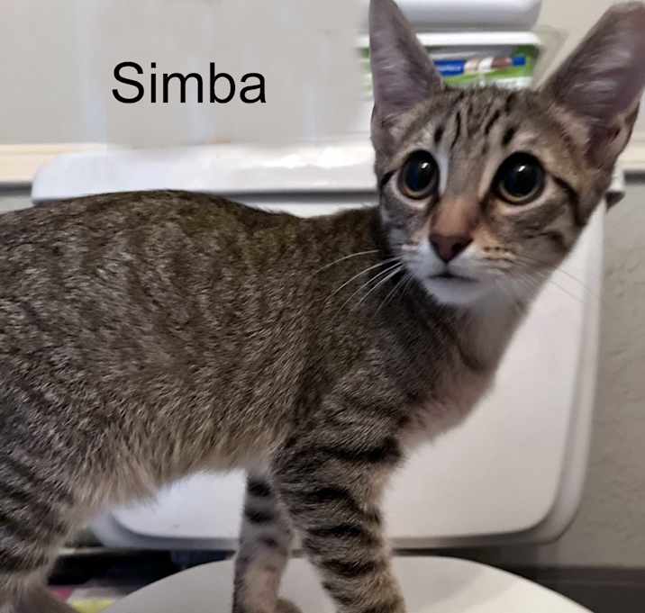 Photo of Simba