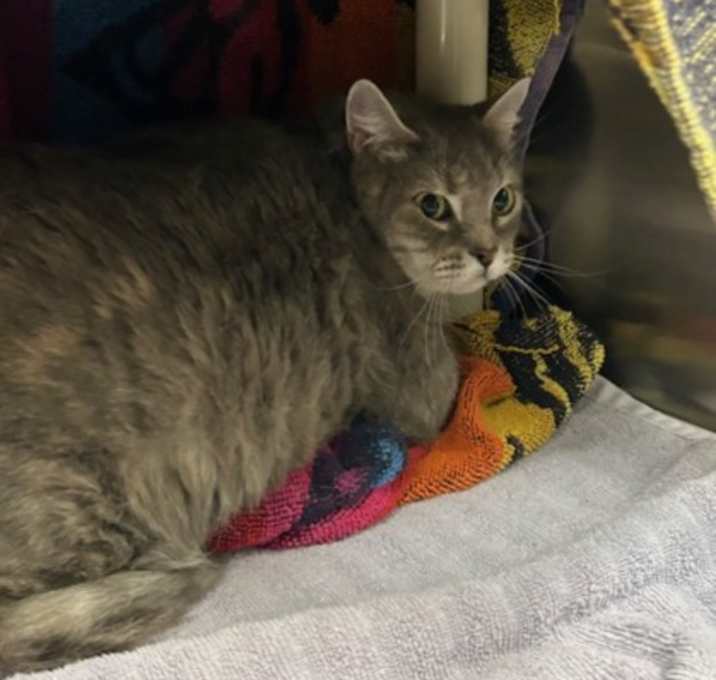 Photo of MISS WAVERLY