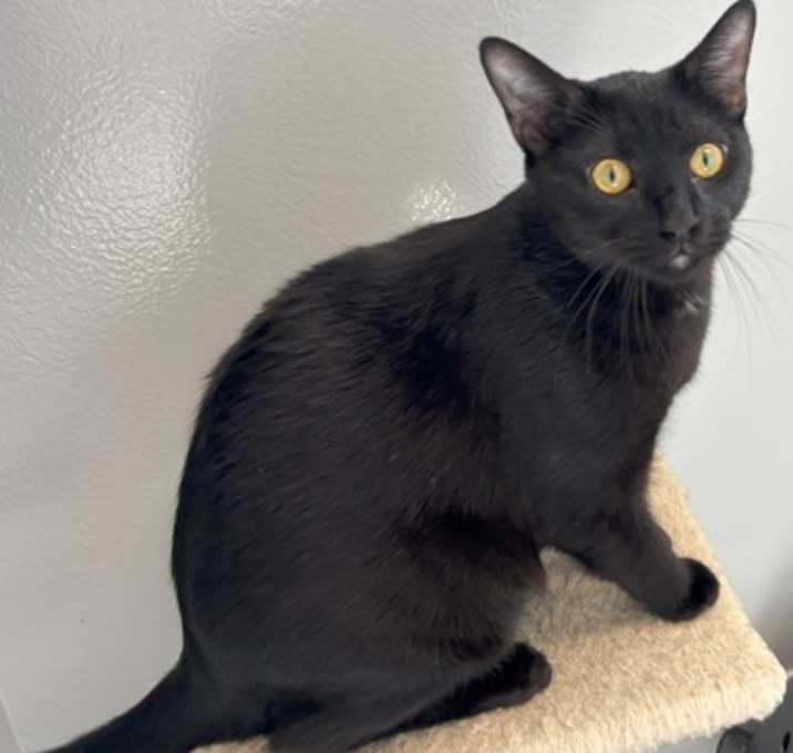 Photo of Hawaii 810-25