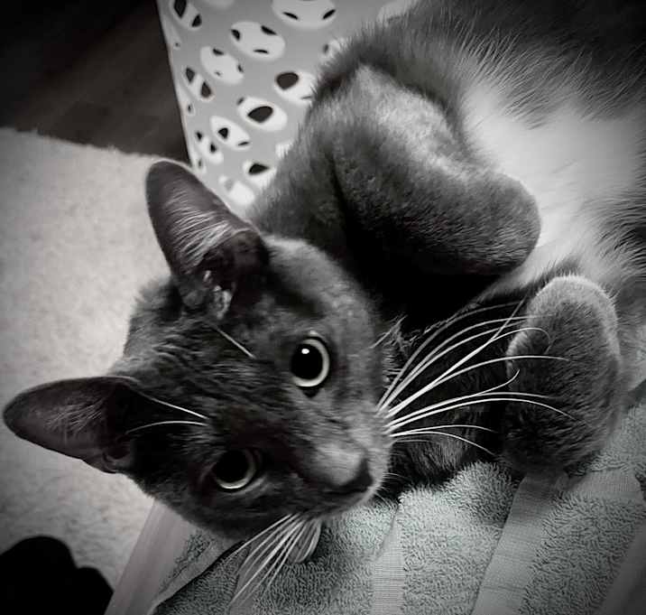 Photo of Luna