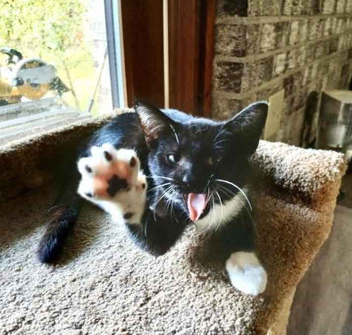 Photo of Penny (Available for pre-adoption)