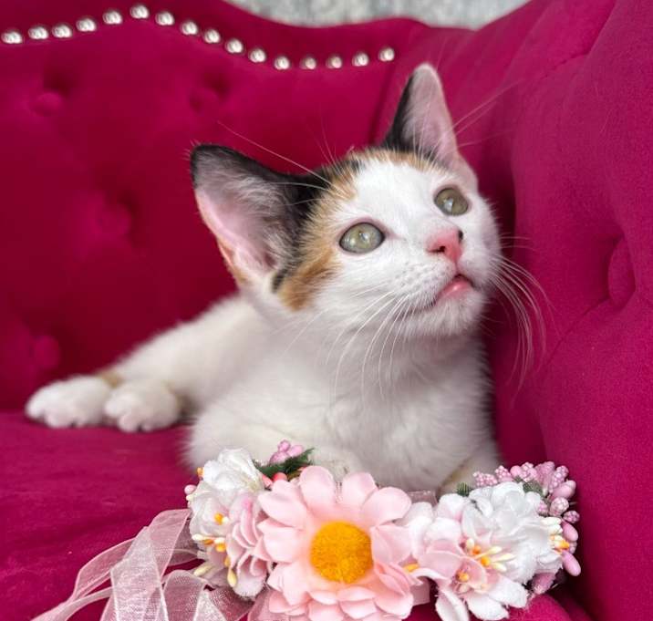 Photo of Ginger