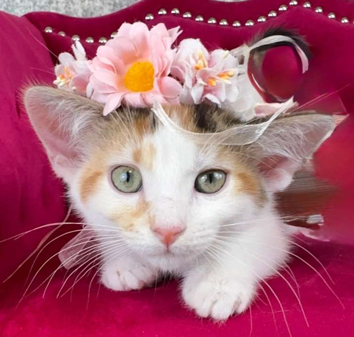 Photo of Nutmeg