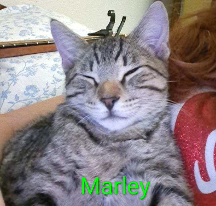 Photo of Marley