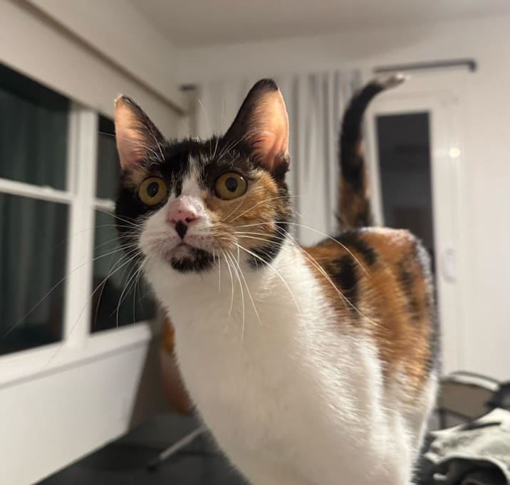 Photo of Stevie Nicks