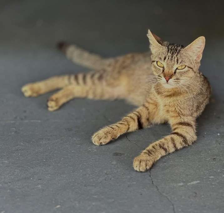 Photo of Golden-Hearted Tabby Angel – Newly Spayed, Full of Love, and Dreaming of Her Forever Family 💛