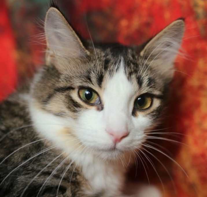 Photo of Biddix (FeLV+)