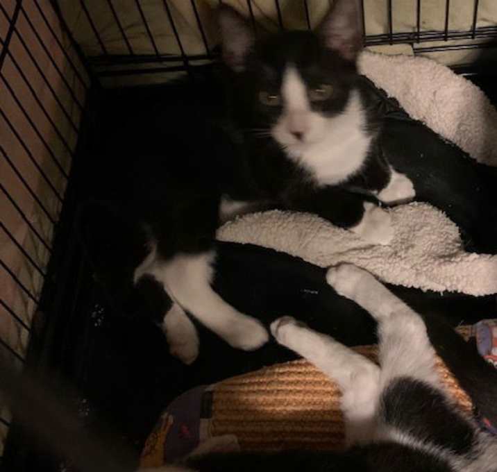 Photo of Dart (smudgey black nose)