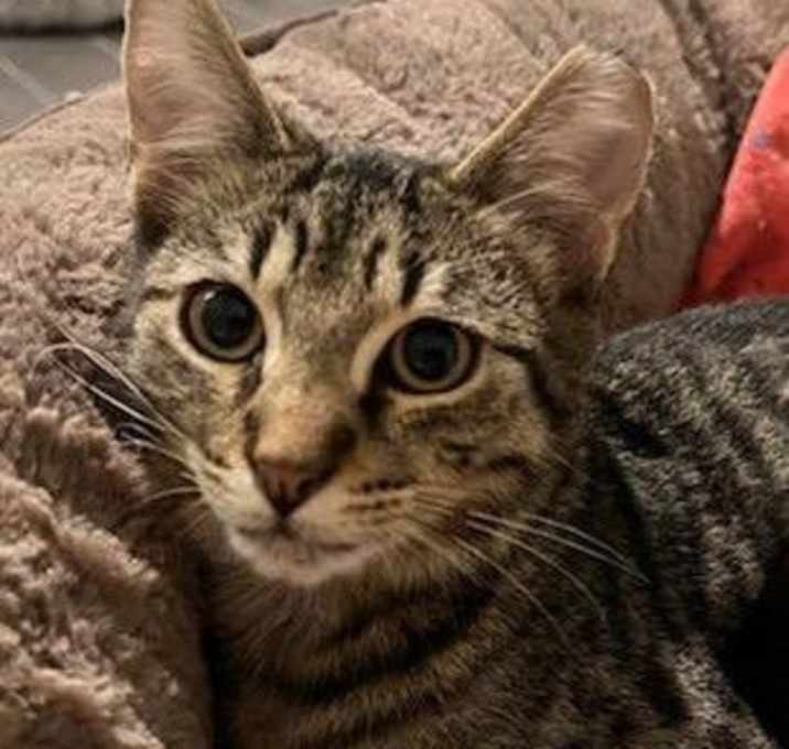 Photo of Oliver 2025