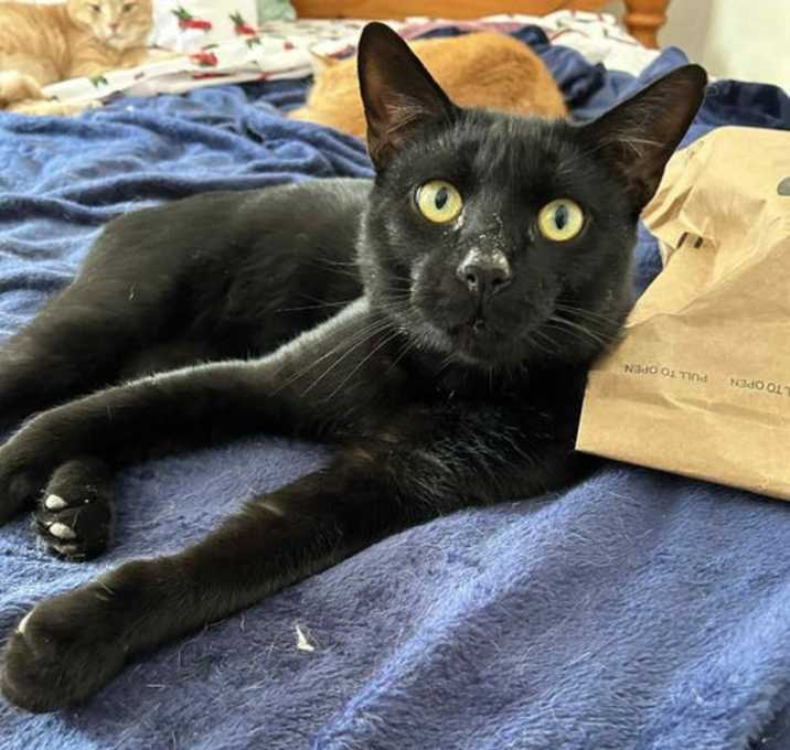 Photo of Panther