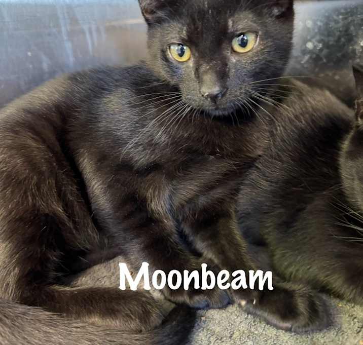 Photo of Moonbeam