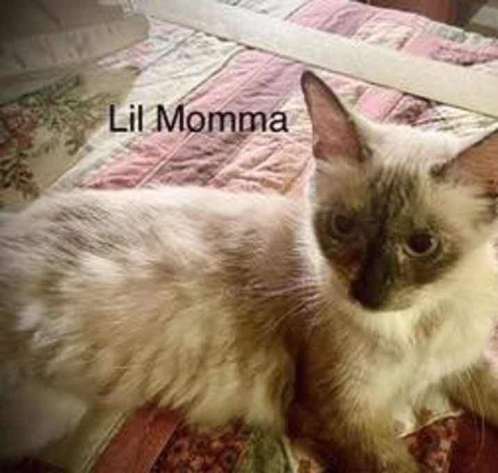 Photo of Lil Momma