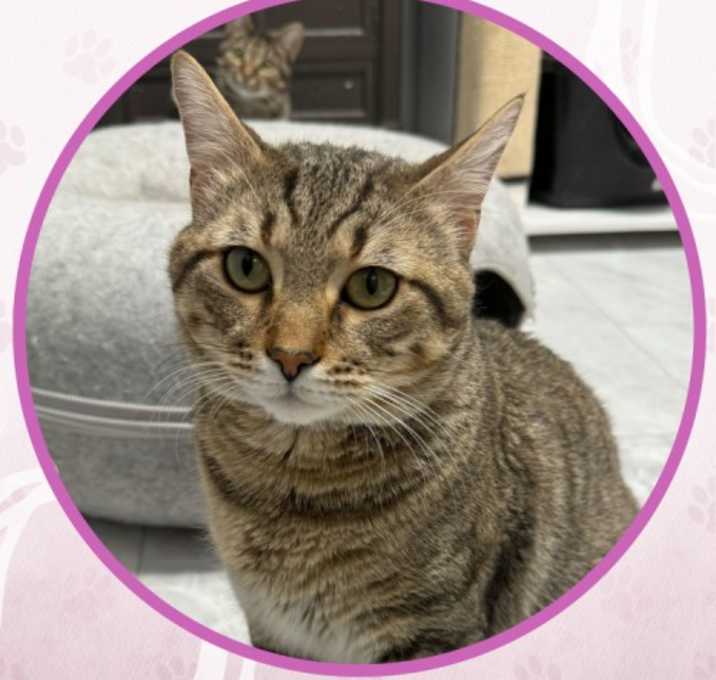 Photo of Cat Stevens