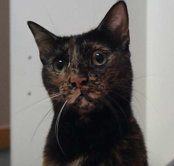 Photo of Ayra Kuwait