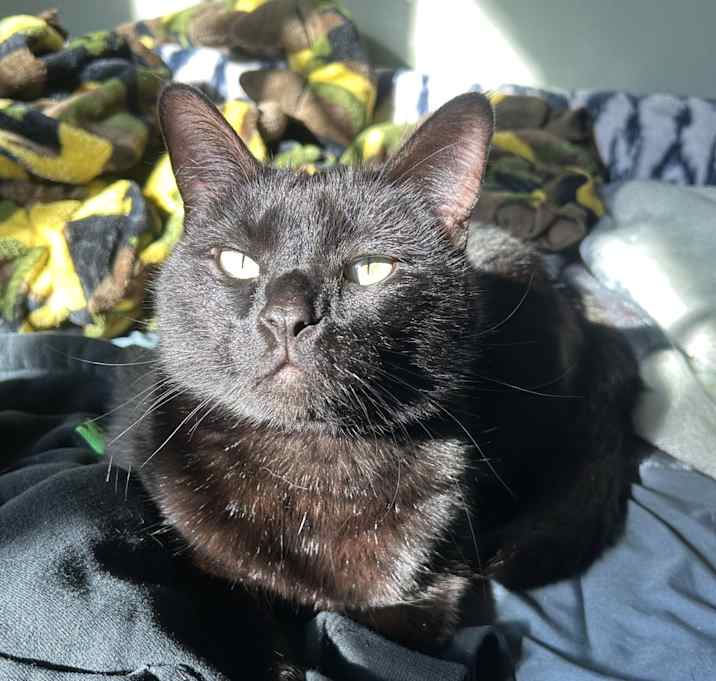 Photo of Bagheera