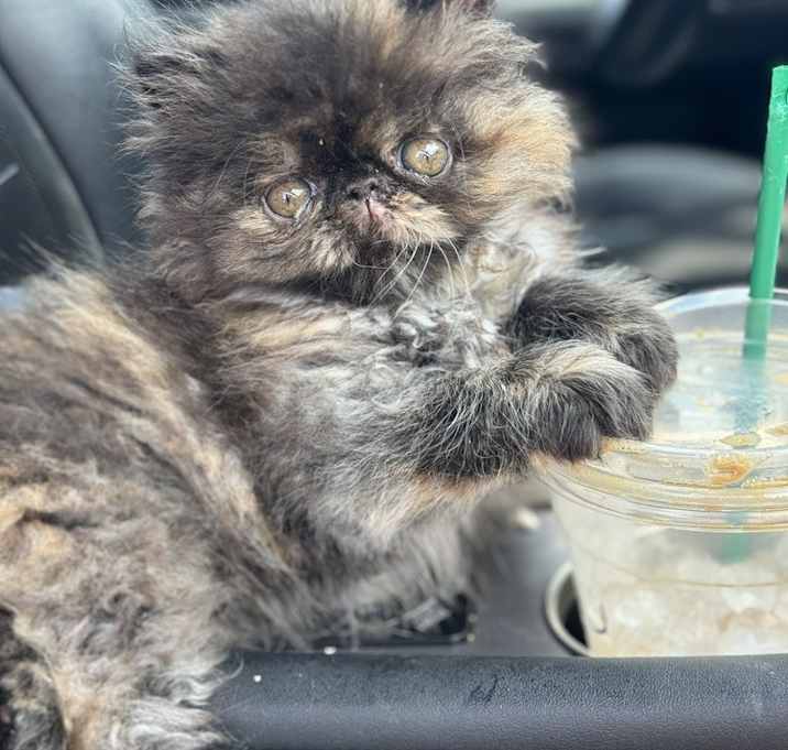 Photo of Whoopi (CL-A)