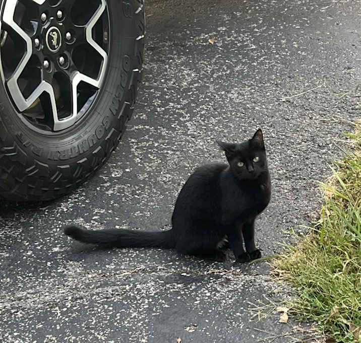 Photo of Boo