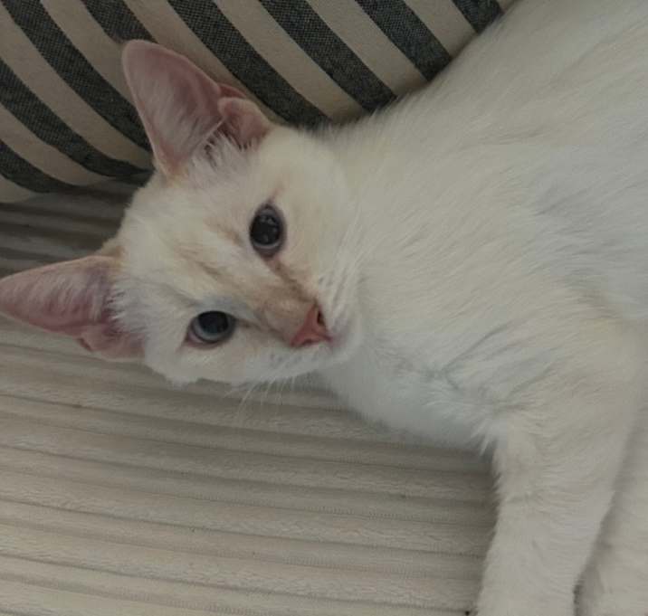 Photo of As You Like It