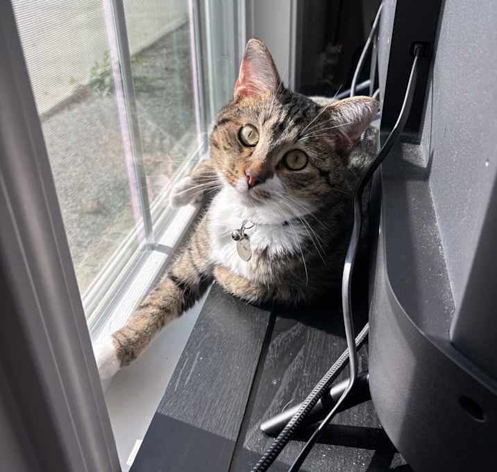 Photo of Spicy Nugget