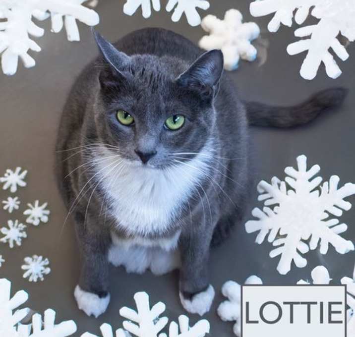 Photo of Lottie (FCID# 09/15/2025 - 514 Trainer) C