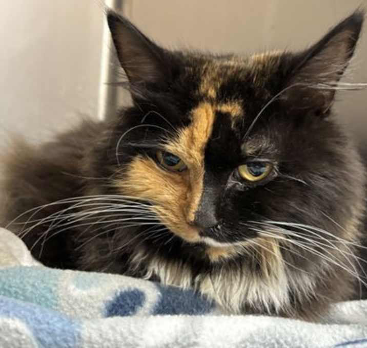 Photo of Devanna: At shelter