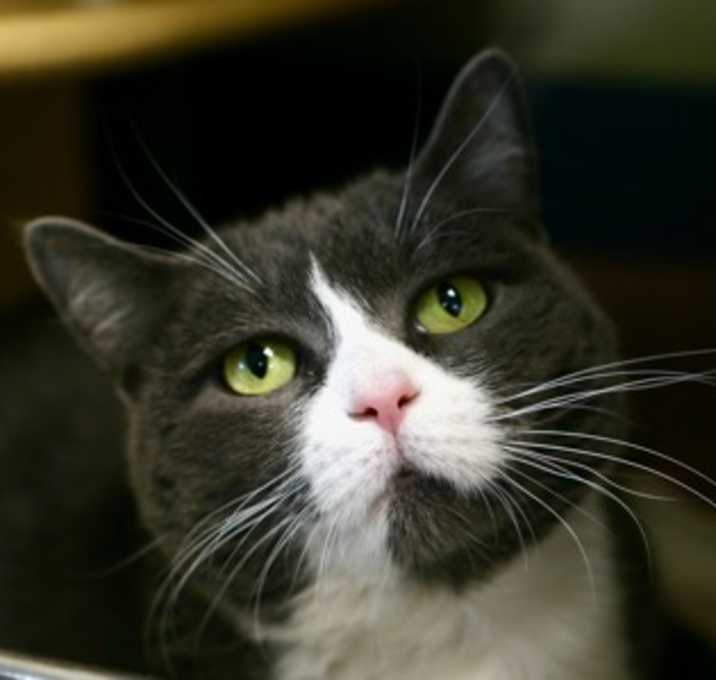 Photo of Moni - Available In Foster