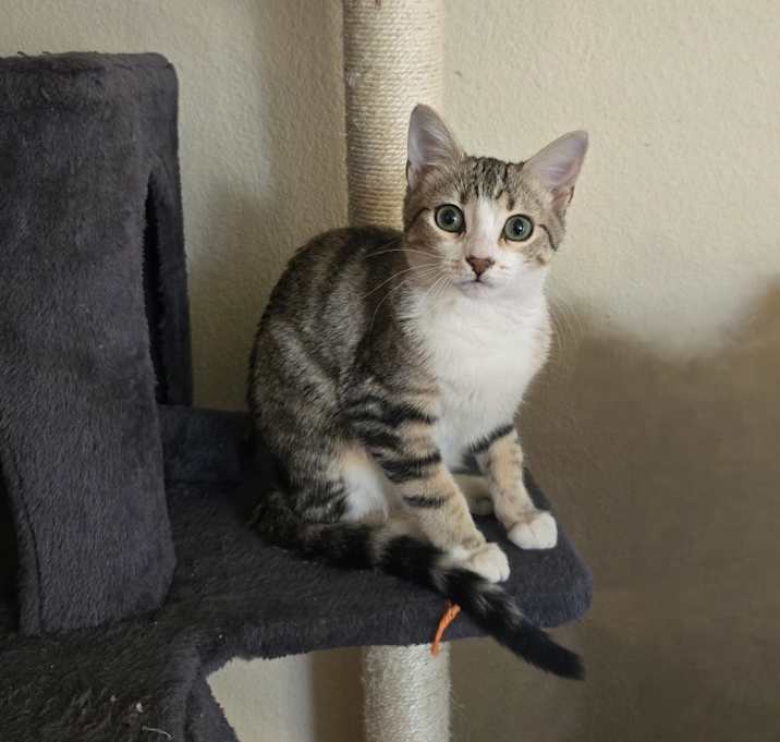 Photo of Nico