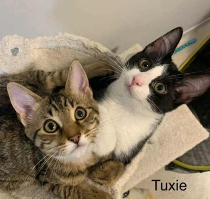 Photo of Tuxie2(bonded with Tobey and O