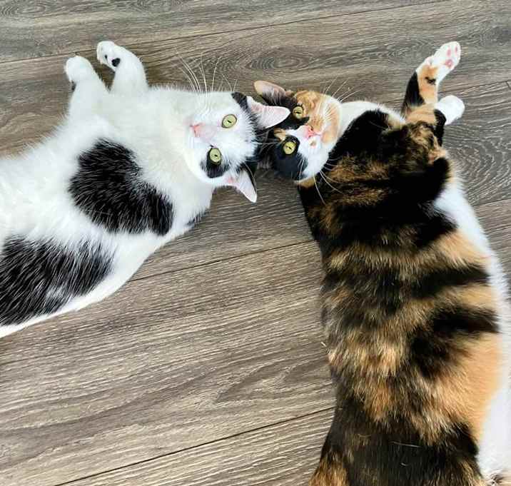 Photo of Gertie and Mabel