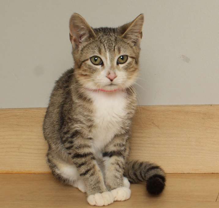 Photo of Harlow C66453