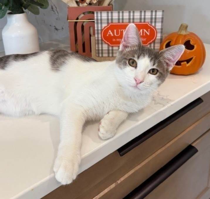 Photo of Asteroid , Snuggles, and Mellow