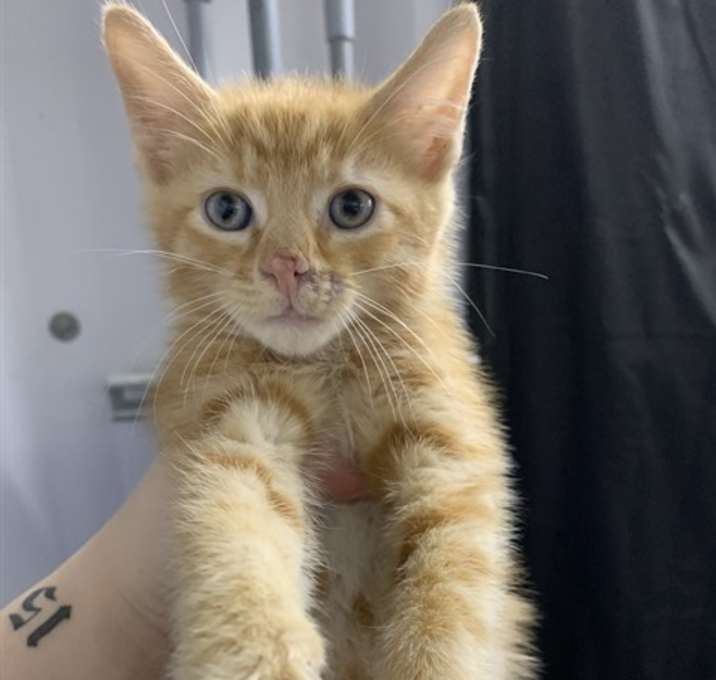 Photo of JASON VORHEES