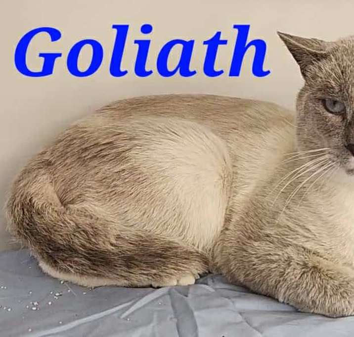 Photo of Goliath