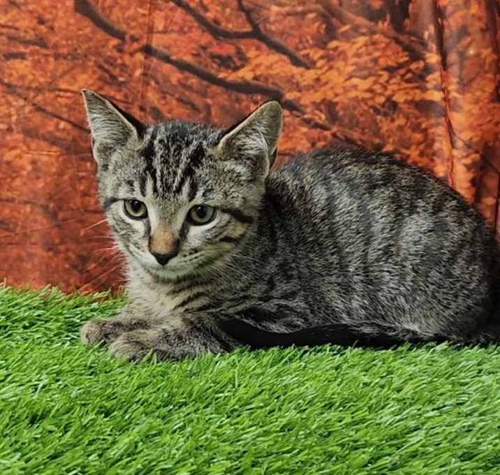 Photo of A010455