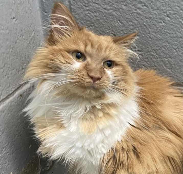 Photo of Willow: At shelter