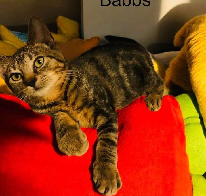 Photo of Babbs