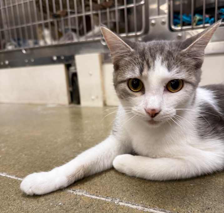 Photo of Toby (formerly Powder)