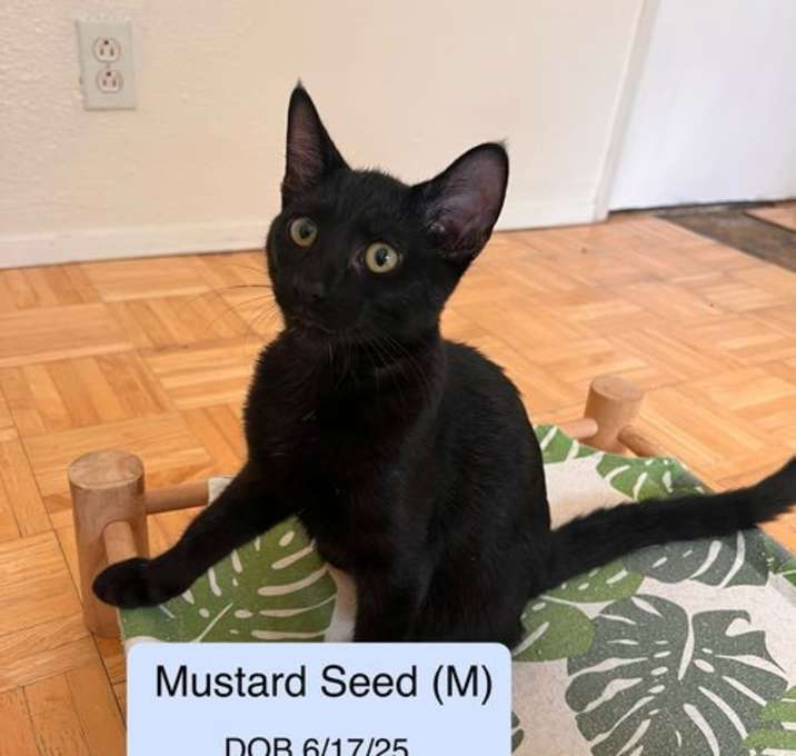 Photo of Mustard Seed