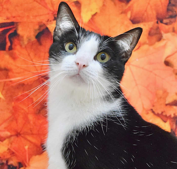 Photo of Loki