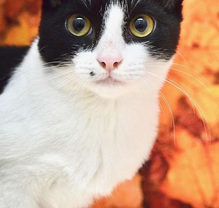 Photo of Sphinx