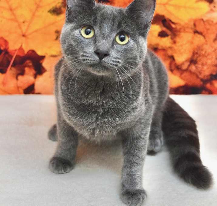 Photo of Siren