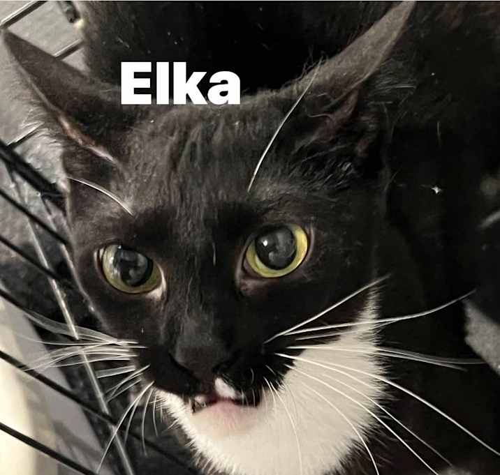 Photo of Elka
