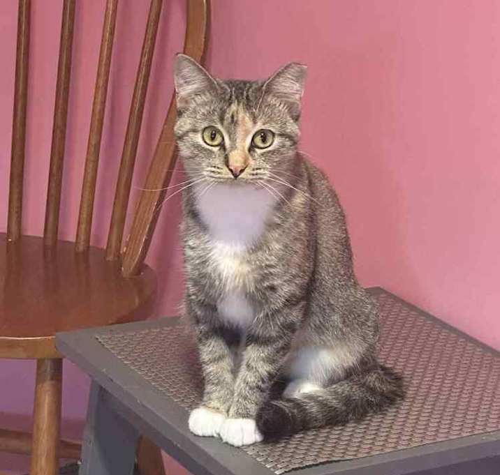 Photo of Princess Peach III