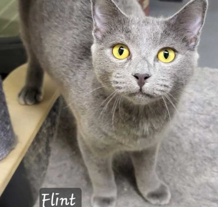 Photo of Flint