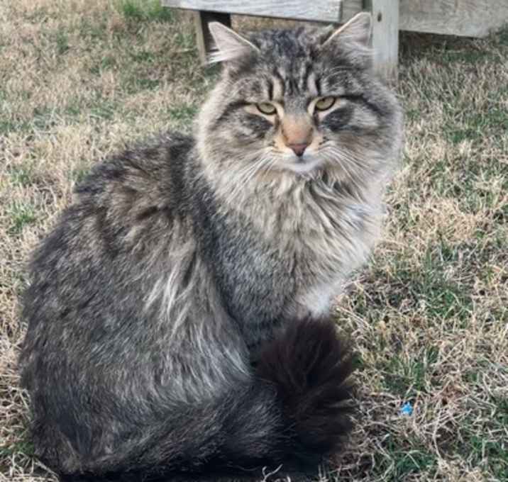 Photo of Big Foot