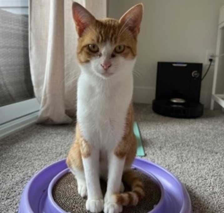 Photo of Biscuit - Stratford